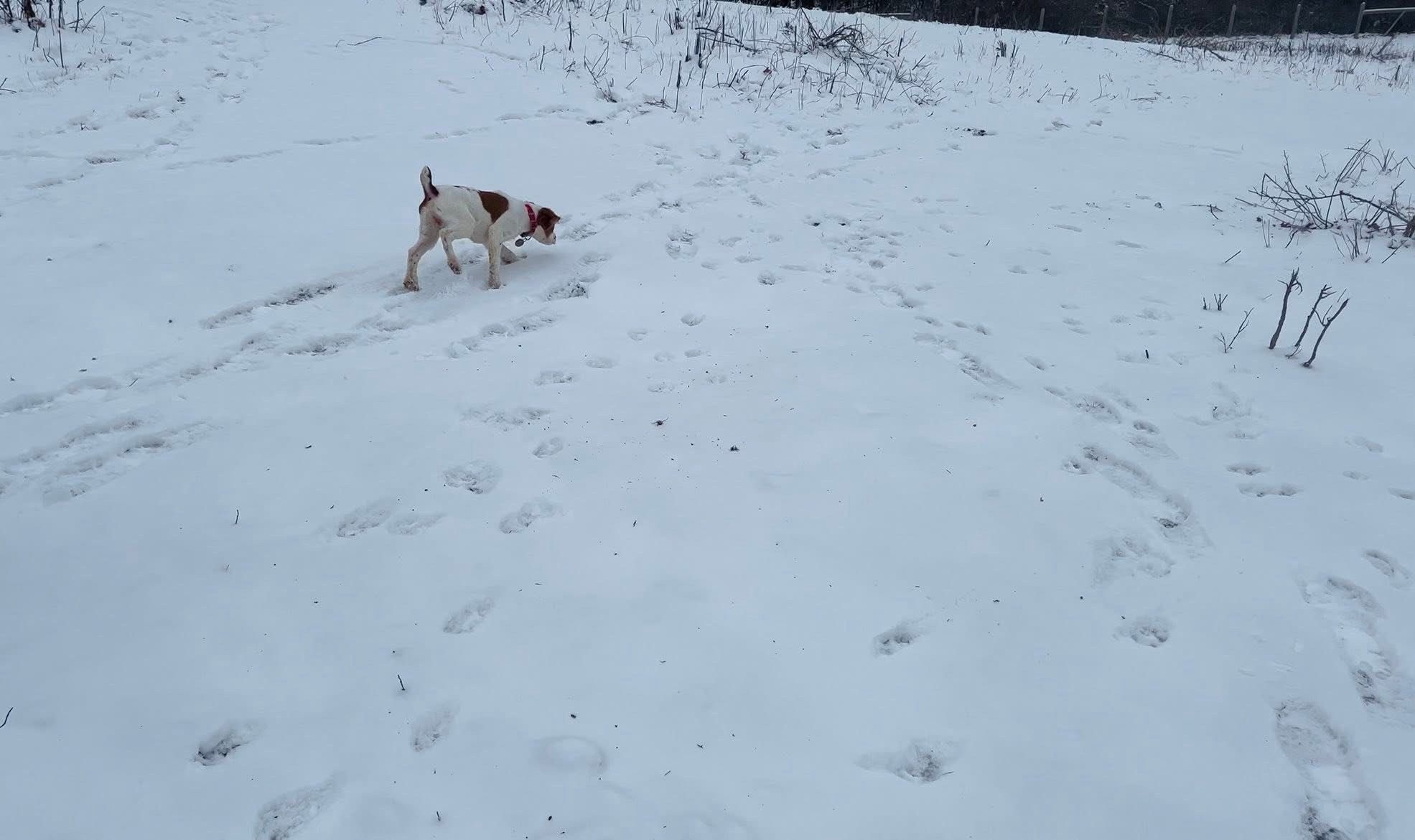 Turkey Creek O'Dee Coopers Ozark Traveler Bodie - 16 Weeks Old Training Session