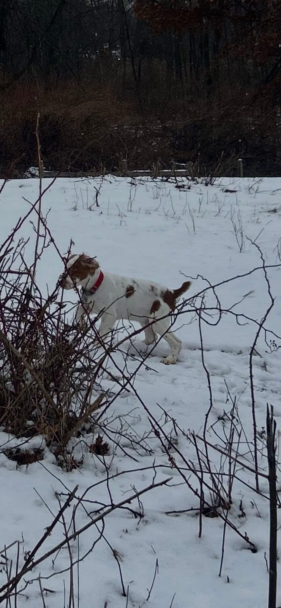 Turkey Creek O'Dee Coopers Ozark Traveler Bodie - 16 Weeks Old Training Session