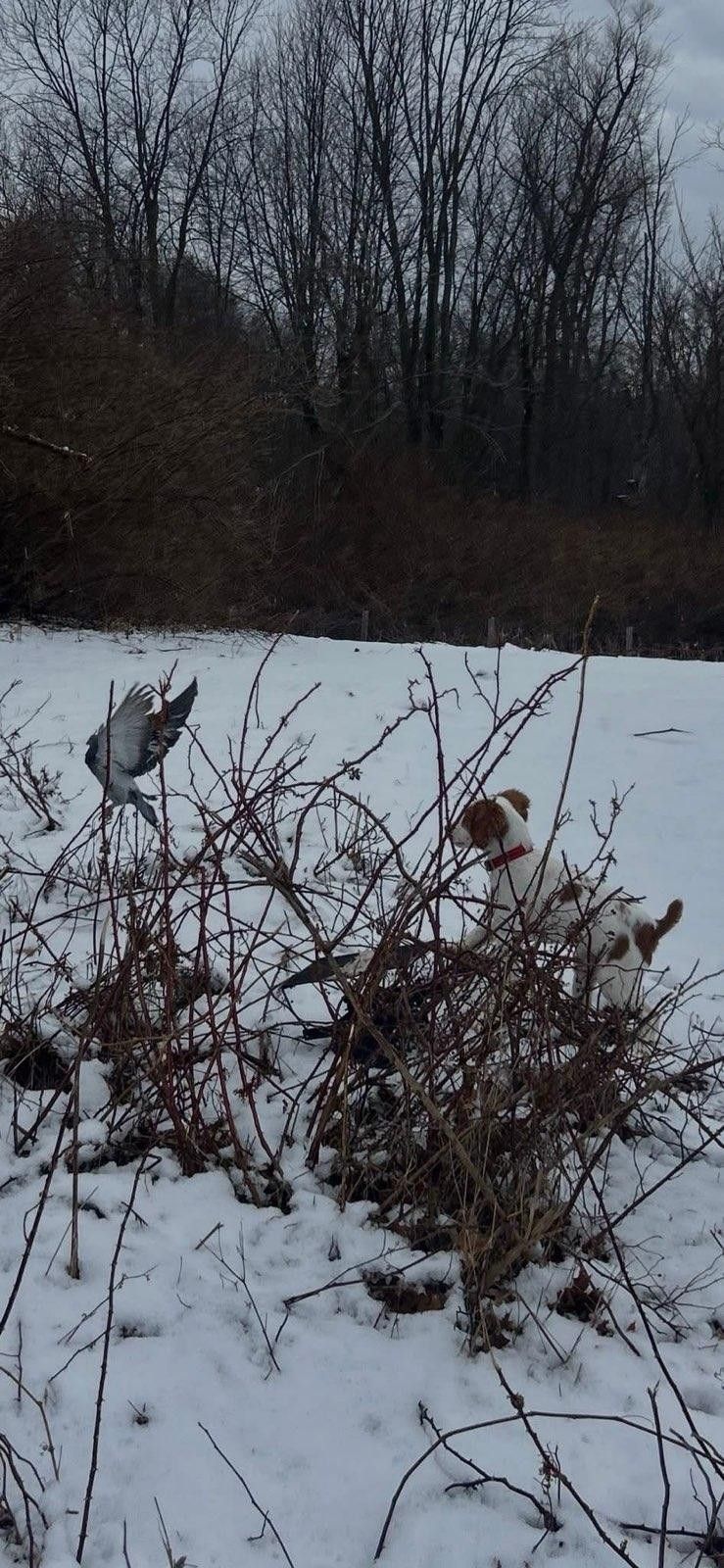Turkey Creek O'Dee Coopers Ozark Traveler Bodie - 16 Weeks Old Training Session