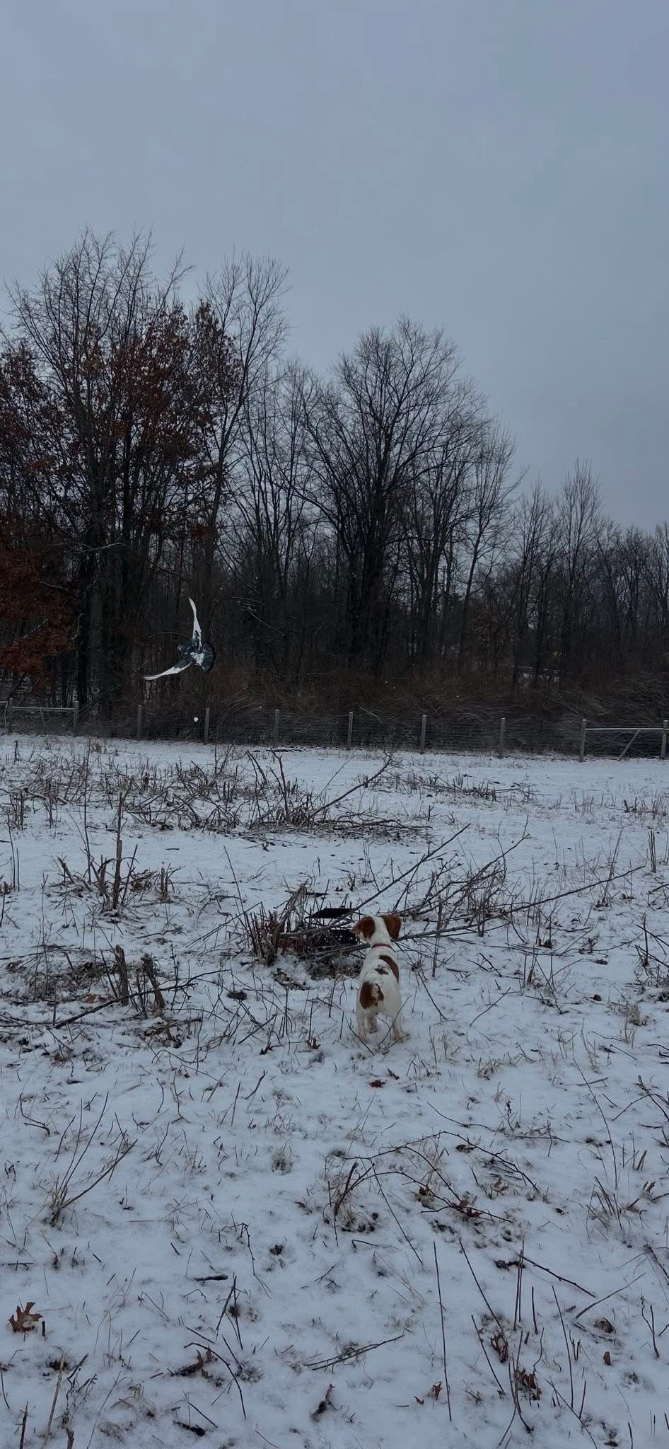 Turkey Creek O'Dee Coopers Ozark Traveler Bodie - 16 Weeks Old Training Session