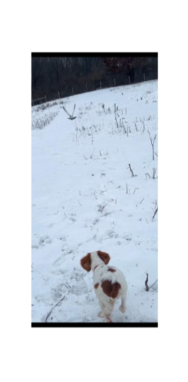 Turkey Creek O'Dee Coopers Ozark Traveler Bodie - 16 Weeks Old Training Session