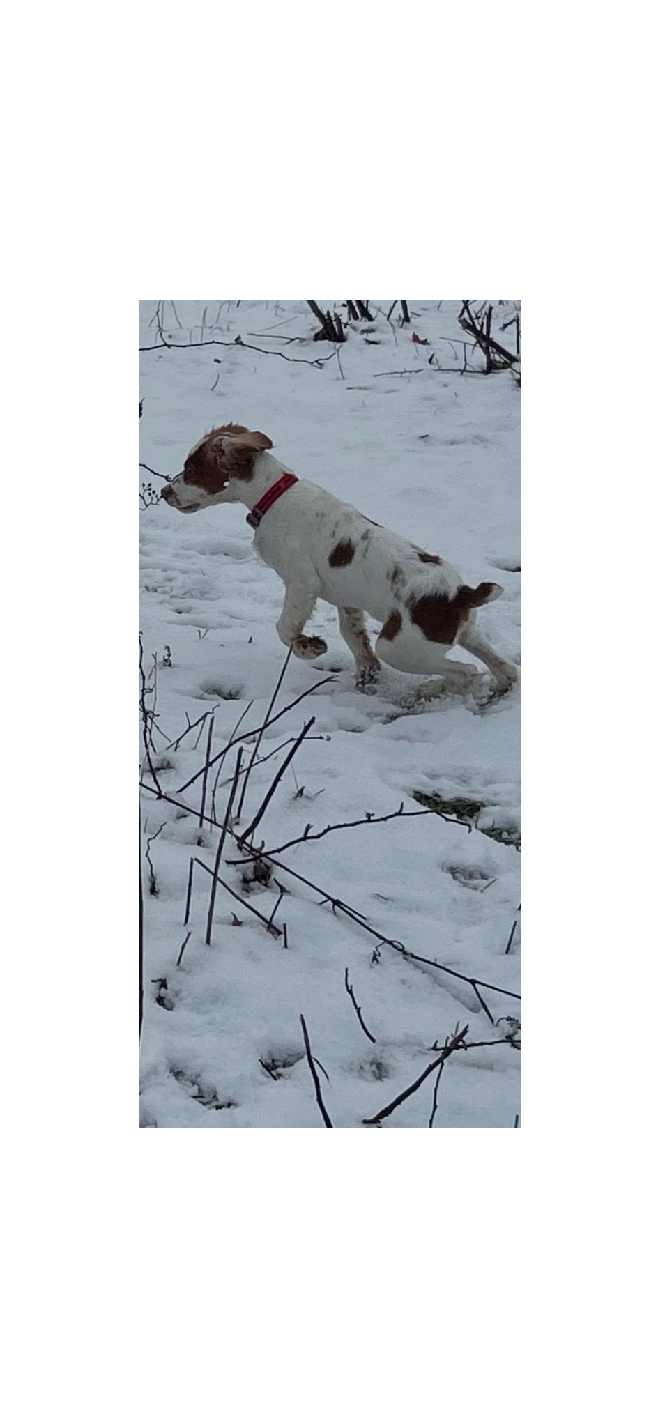 Turkey Creek O'Dee Coopers Ozark Traveler Bodie - 16 Weeks Old Training Session
