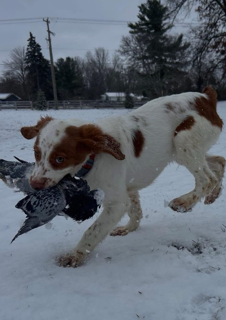 Turkey Creek O'Dee Coopers Ozark Traveler Bodie - 16 Weeks Old Training Session