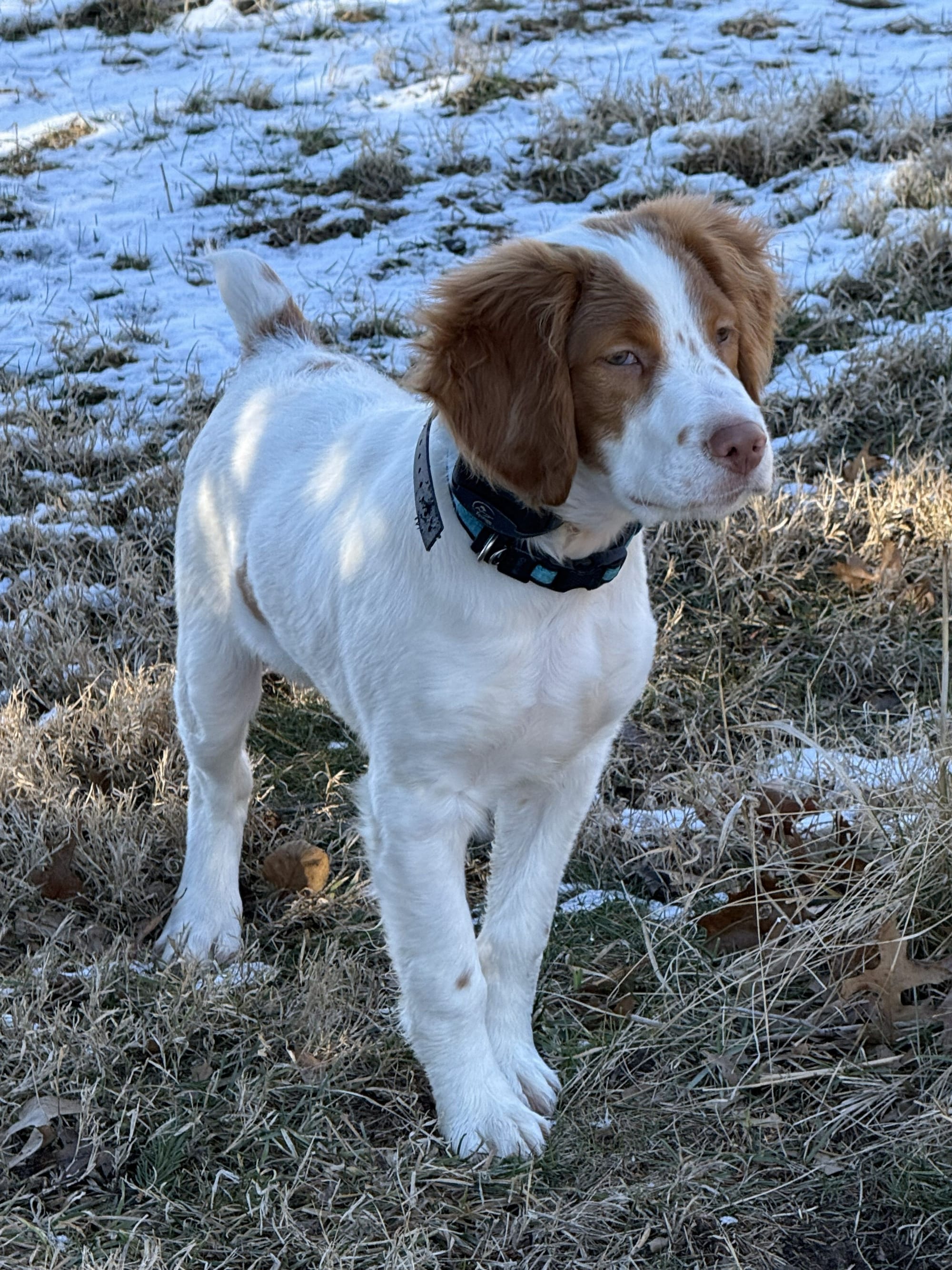 Turkey Creek O'Dee Coopers Ozark Traveler Chance (Whelped 9/24/25)