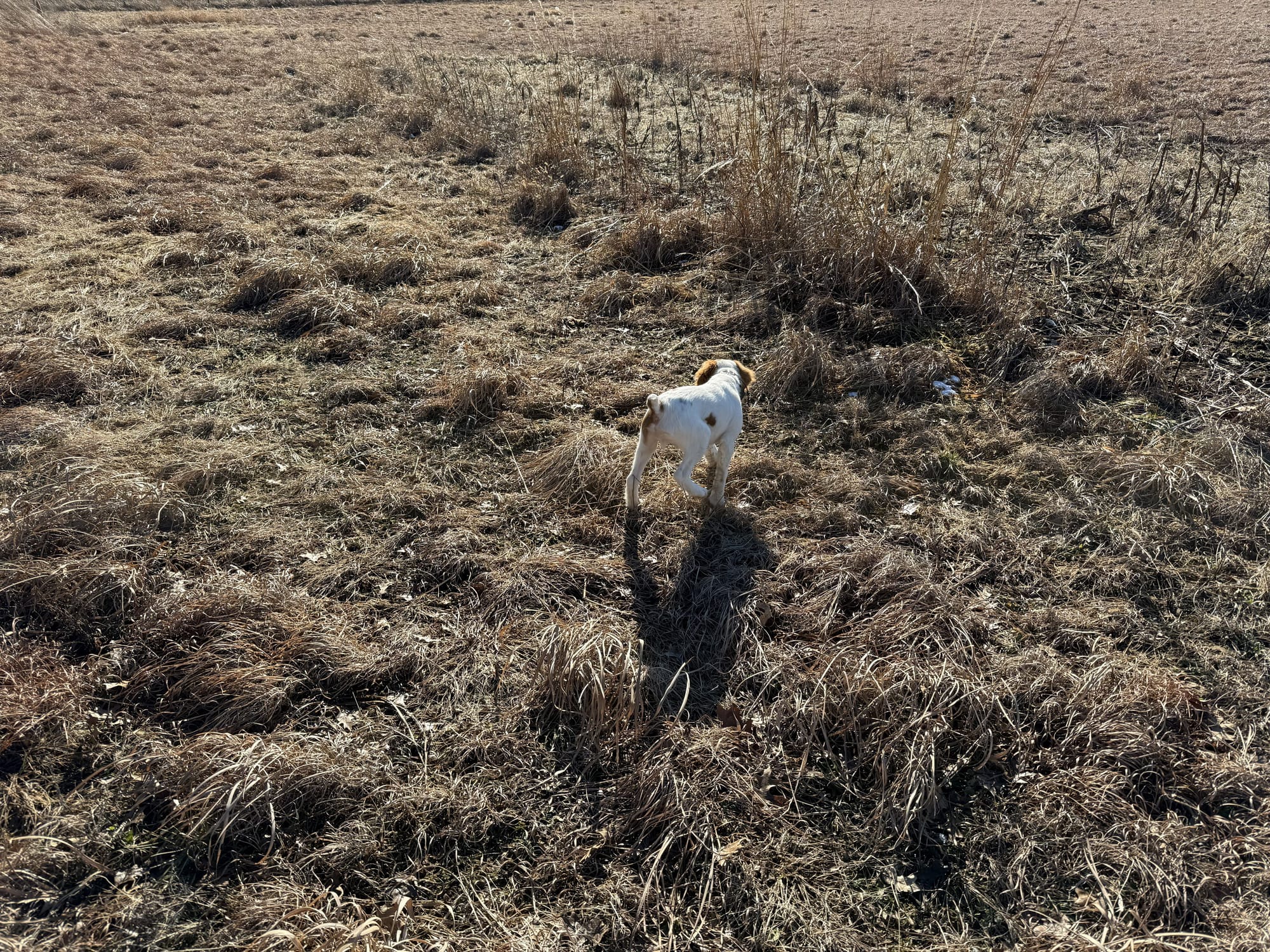 Turkey Creek O'Dee Coopers Ozark Traveler Chance (Whelped 9/24/25)