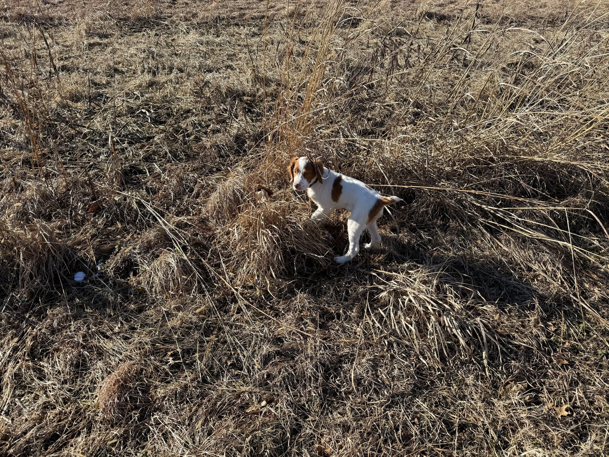Turkey Creek O'Dee Coopers Ozark Traveler Chance (Whelped 9/24/25)