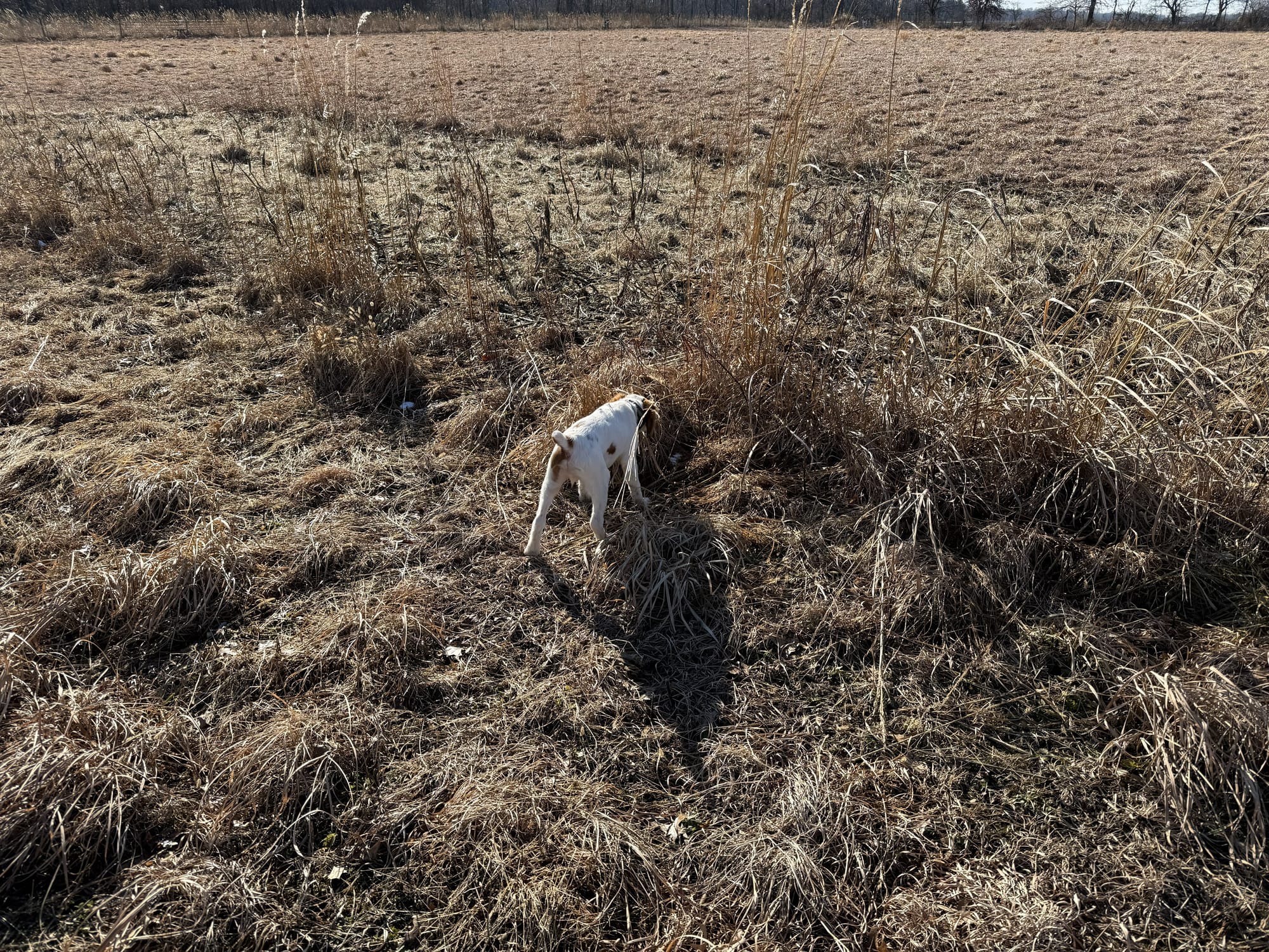 Turkey Creek O'Dee Coopers Ozark Traveler Chance (Whelped 9/24/25)
