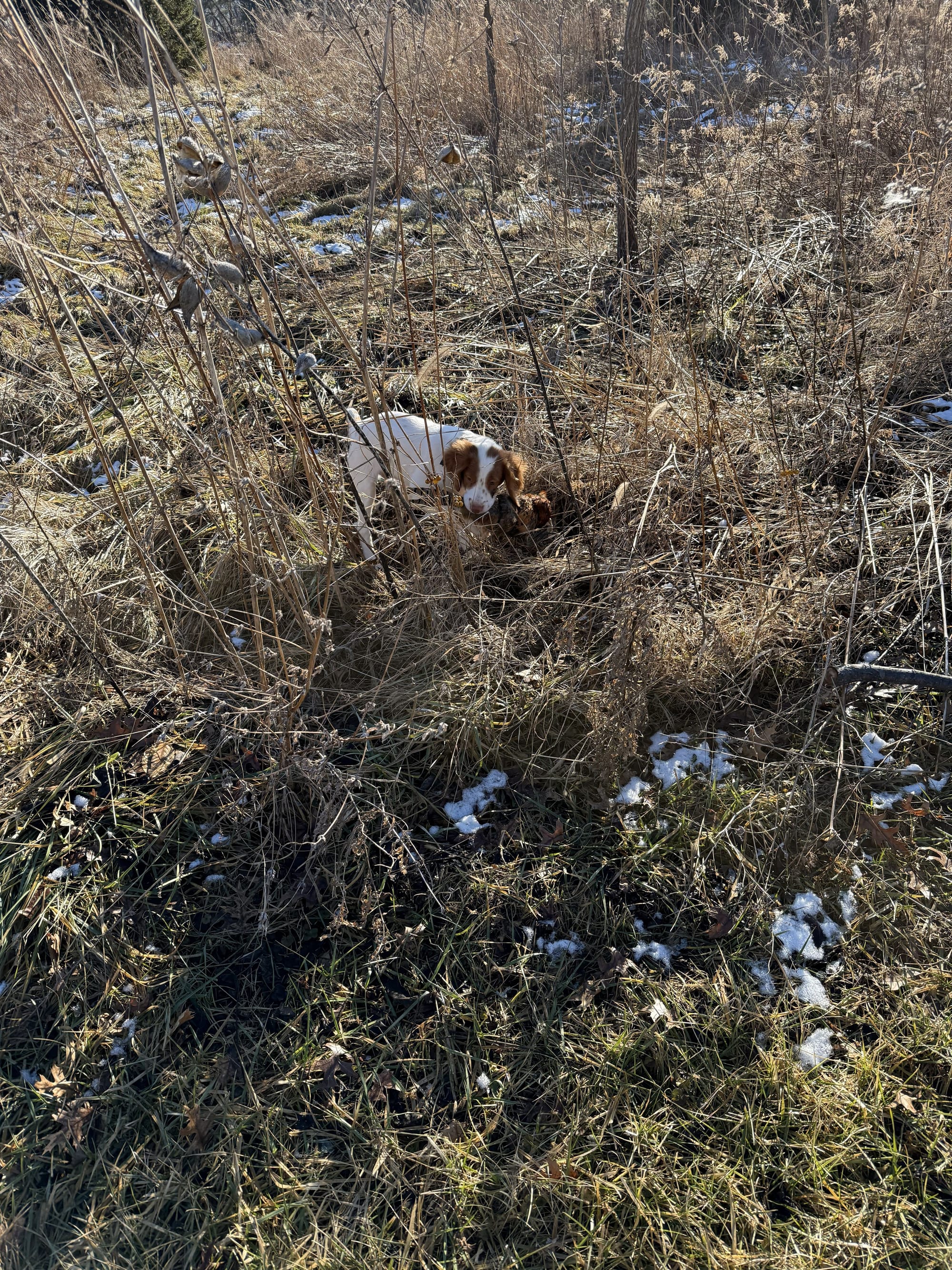 Turkey Creek O'Dee Coopers Ozark Traveler Chance (Whelped 9/24/25)