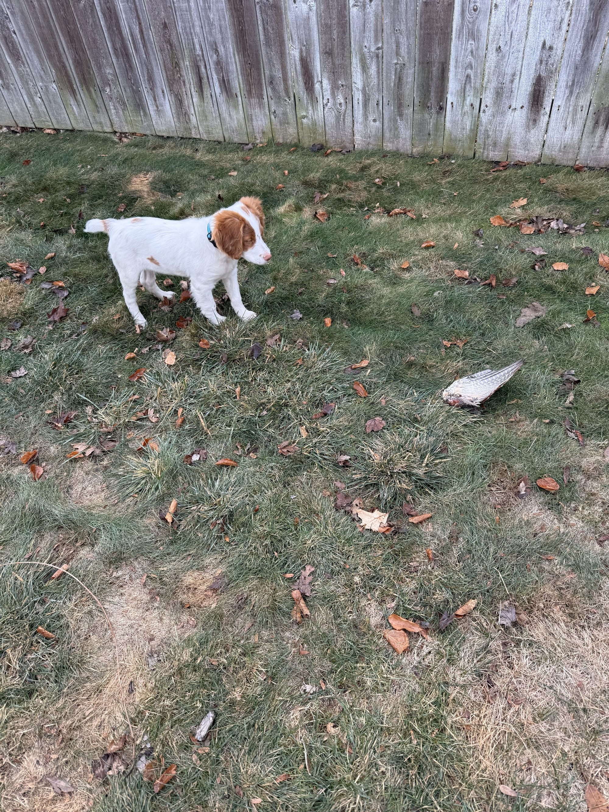 Turkey Creek O'Dee Coopers Ozark Traveler Chance (Whelped 9/24/25)