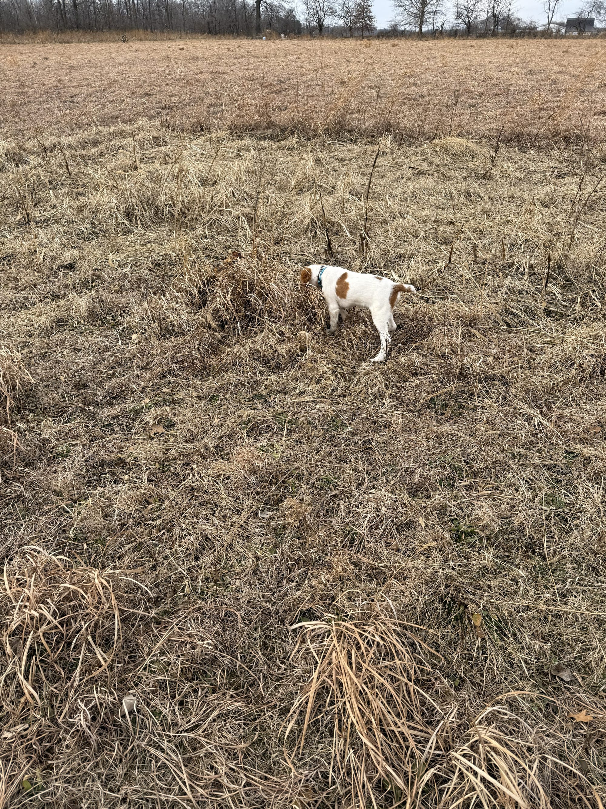 Turkey Creek O'Dee Coopers Ozark Traveler Chance - 16 Weeks Old Training Session
