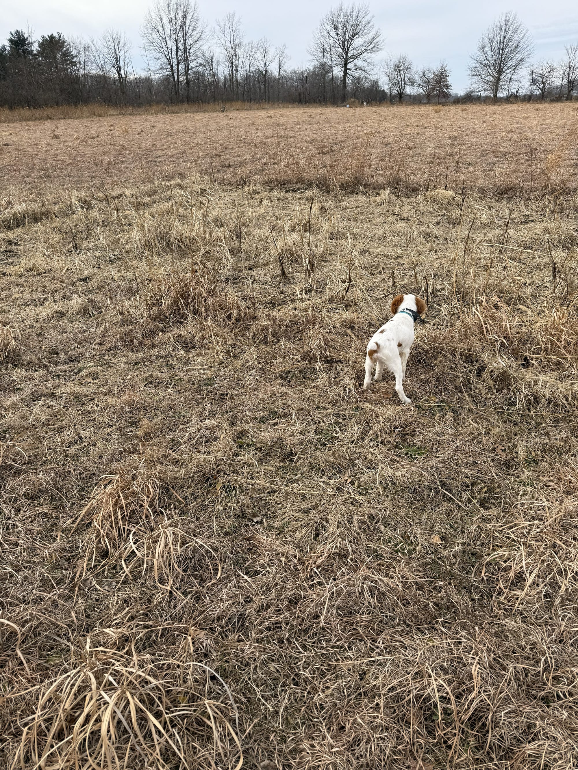 Turkey Creek O'Dee Coopers Ozark Traveler Chance - 16 Weeks Old Training Session