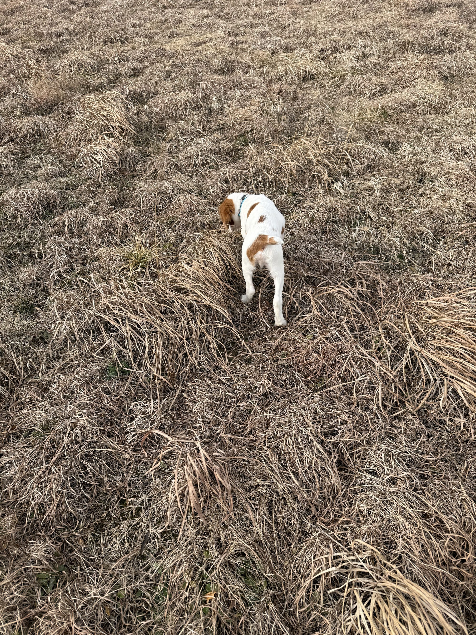 Turkey Creek O'Dee Coopers Ozark Traveler Chance - 16 Weeks Old Training Session