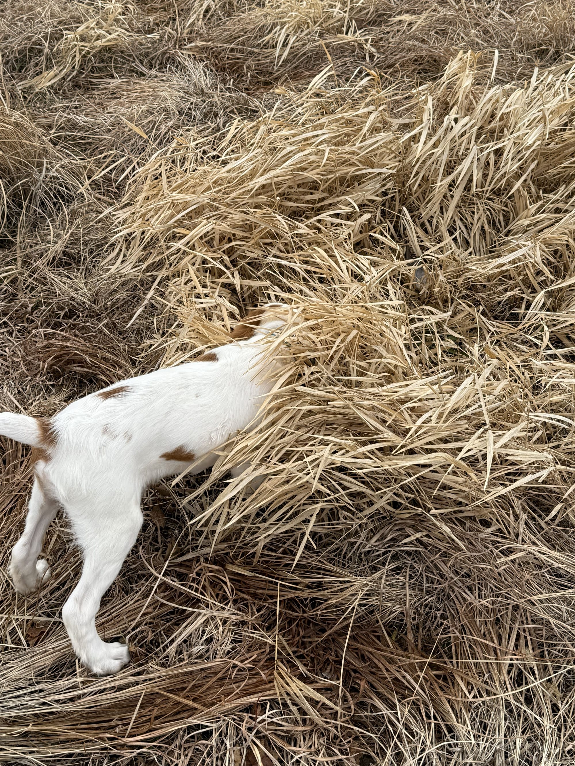 Turkey Creek O'Dee Coopers Ozark Traveler Chance - 16 Weeks Old Training Session