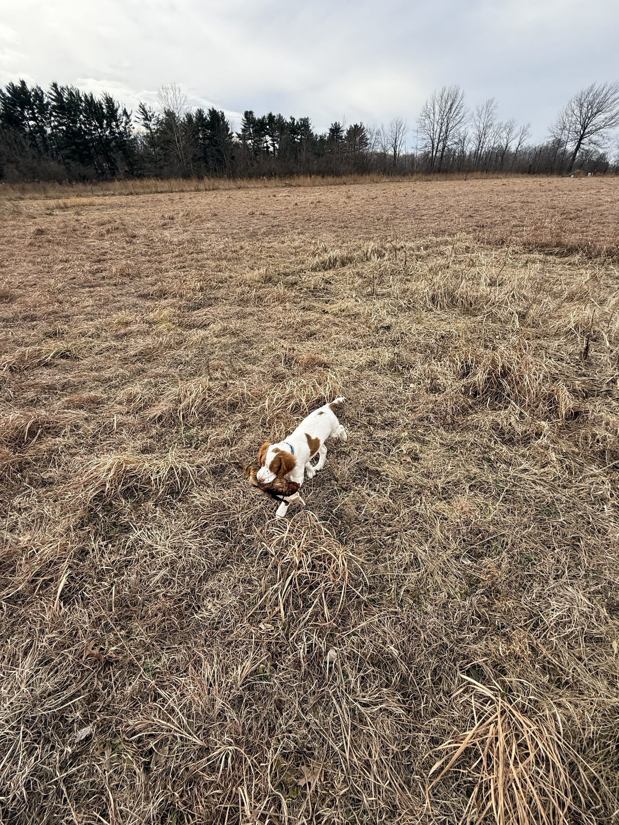 Turkey Creek O'Dee Coopers Ozark Traveler Chance - 16 Weeks Old Training Session