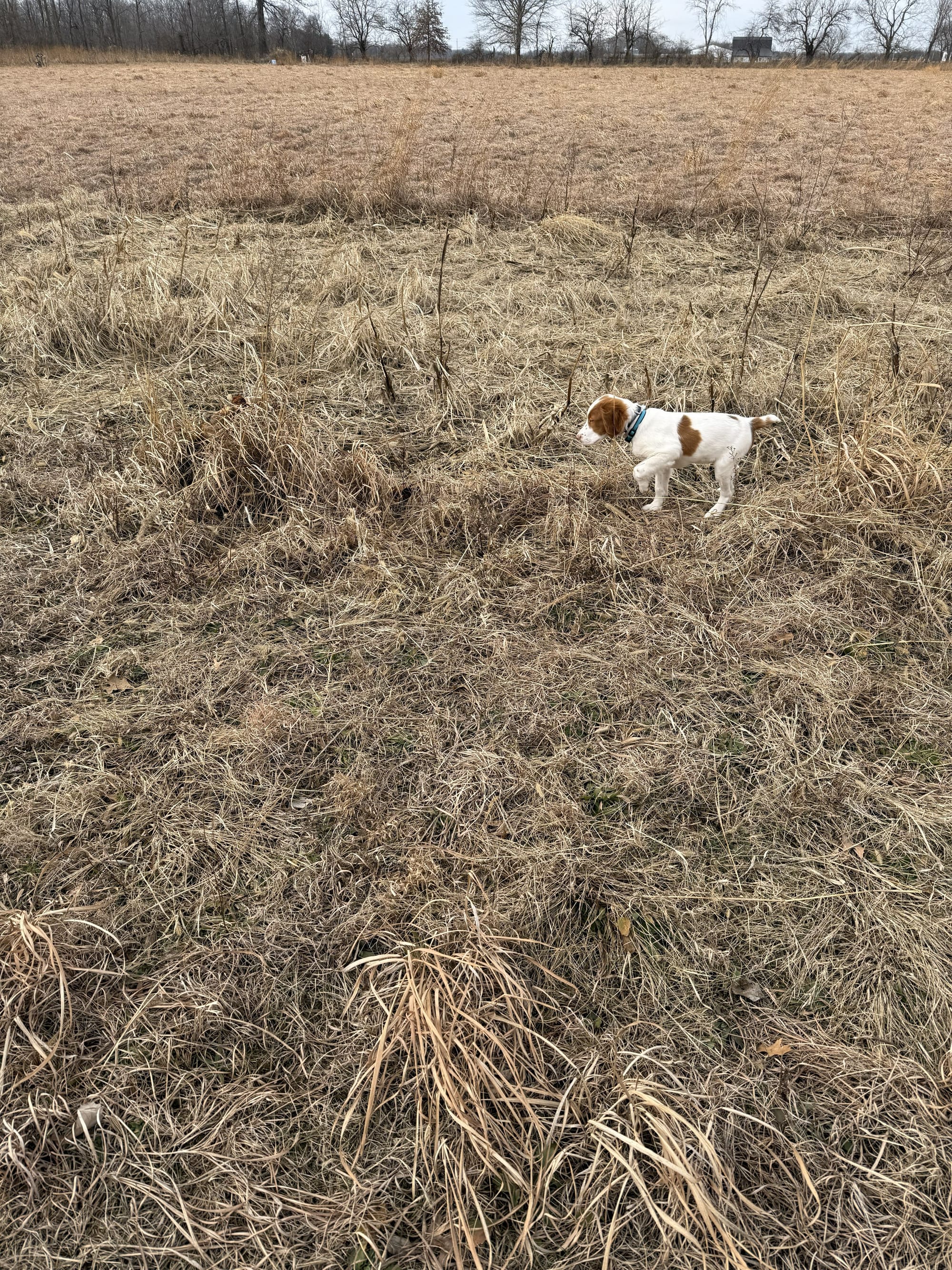 Turkey Creek O'Dee Coopers Ozark Traveler Chance - 16 Weeks Old Training Session