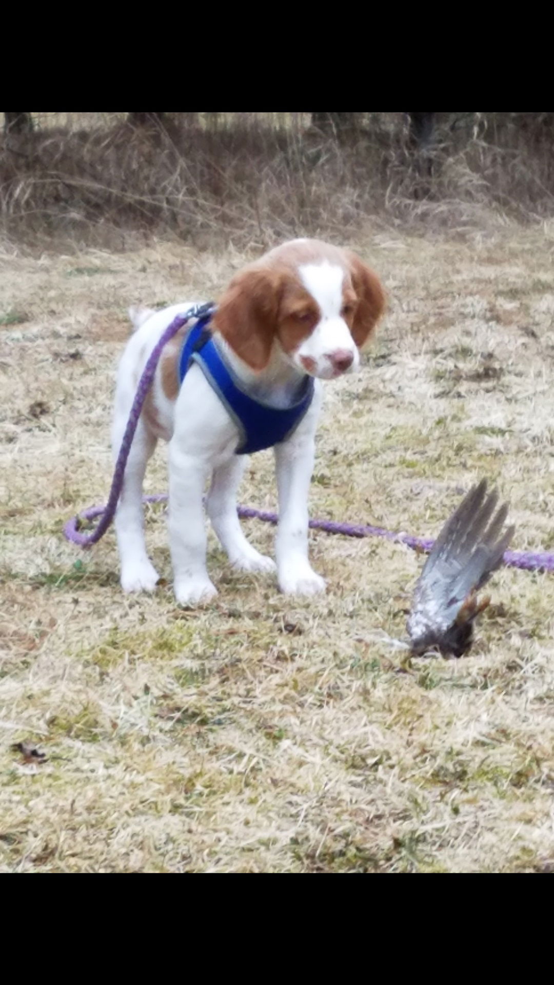 Turkey Creek Dr Jac's Pence O'Dee - 12-Week Old Training Session