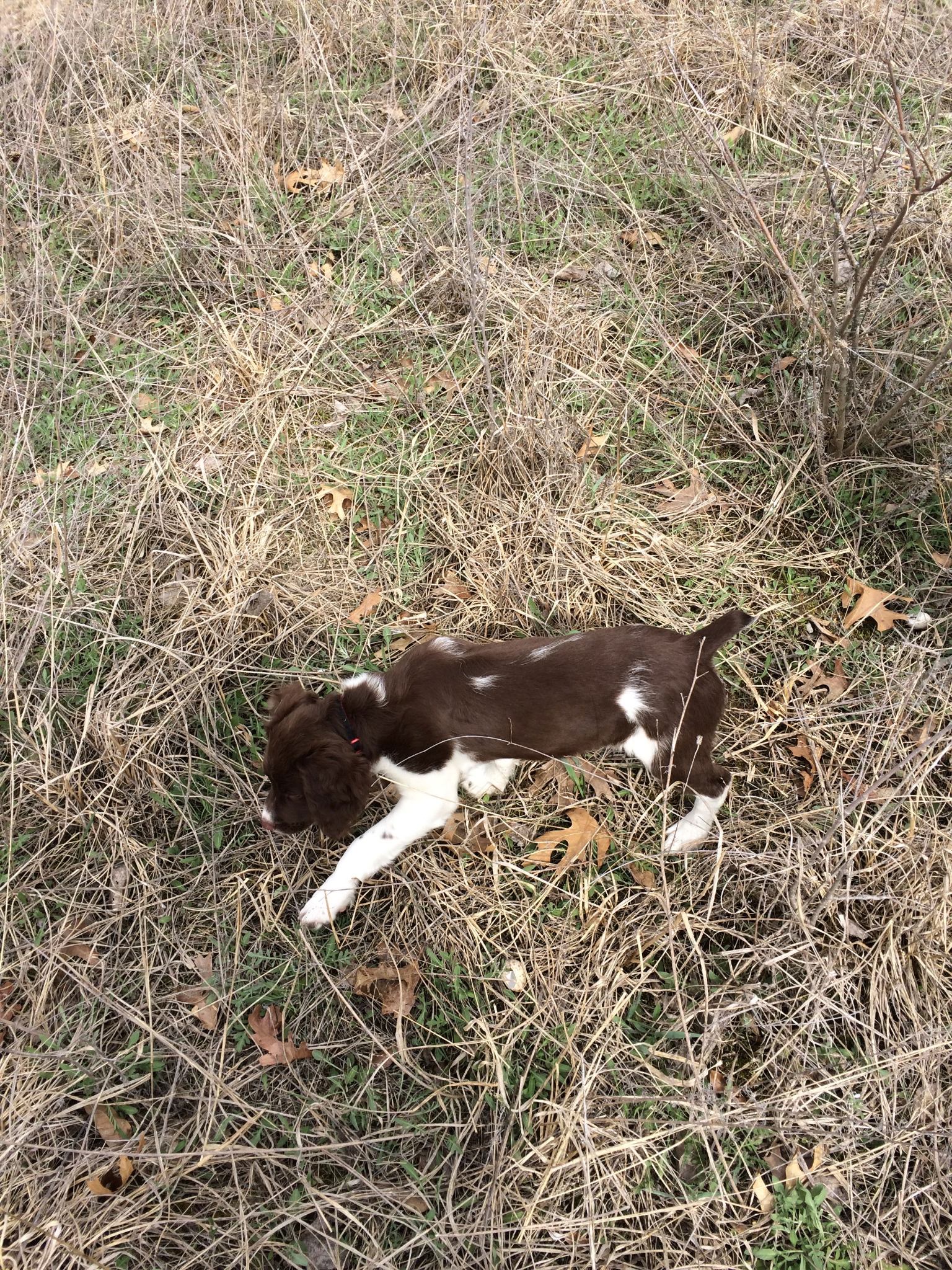 2016 Turkey Creek Jack Flash x TKS's Rocket Ginger Dandy Puppy - Training Session