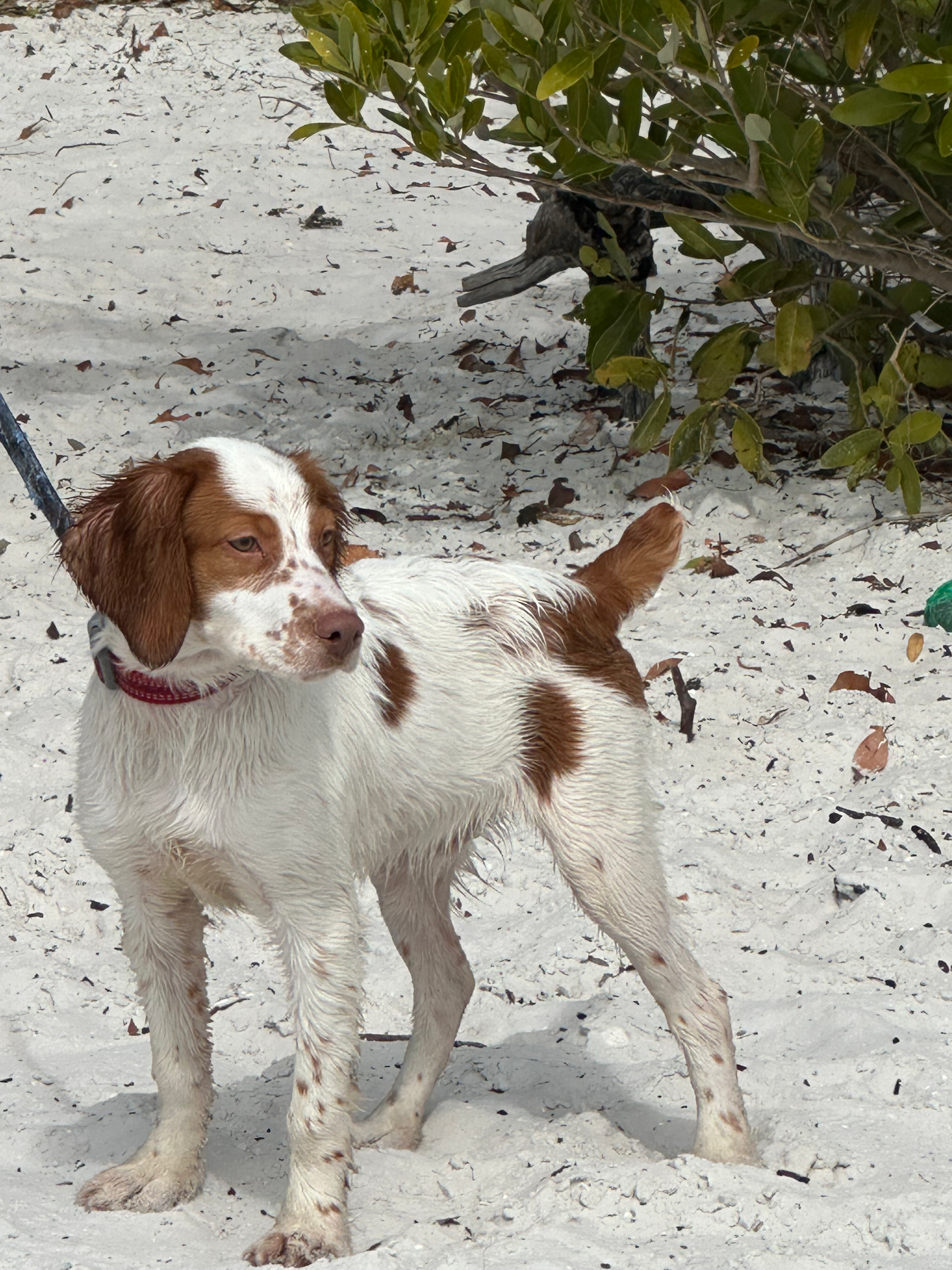Turkey Creek O'Dee Coopers Ozark Traveler Bodie - 20 Weeks Old Training Session