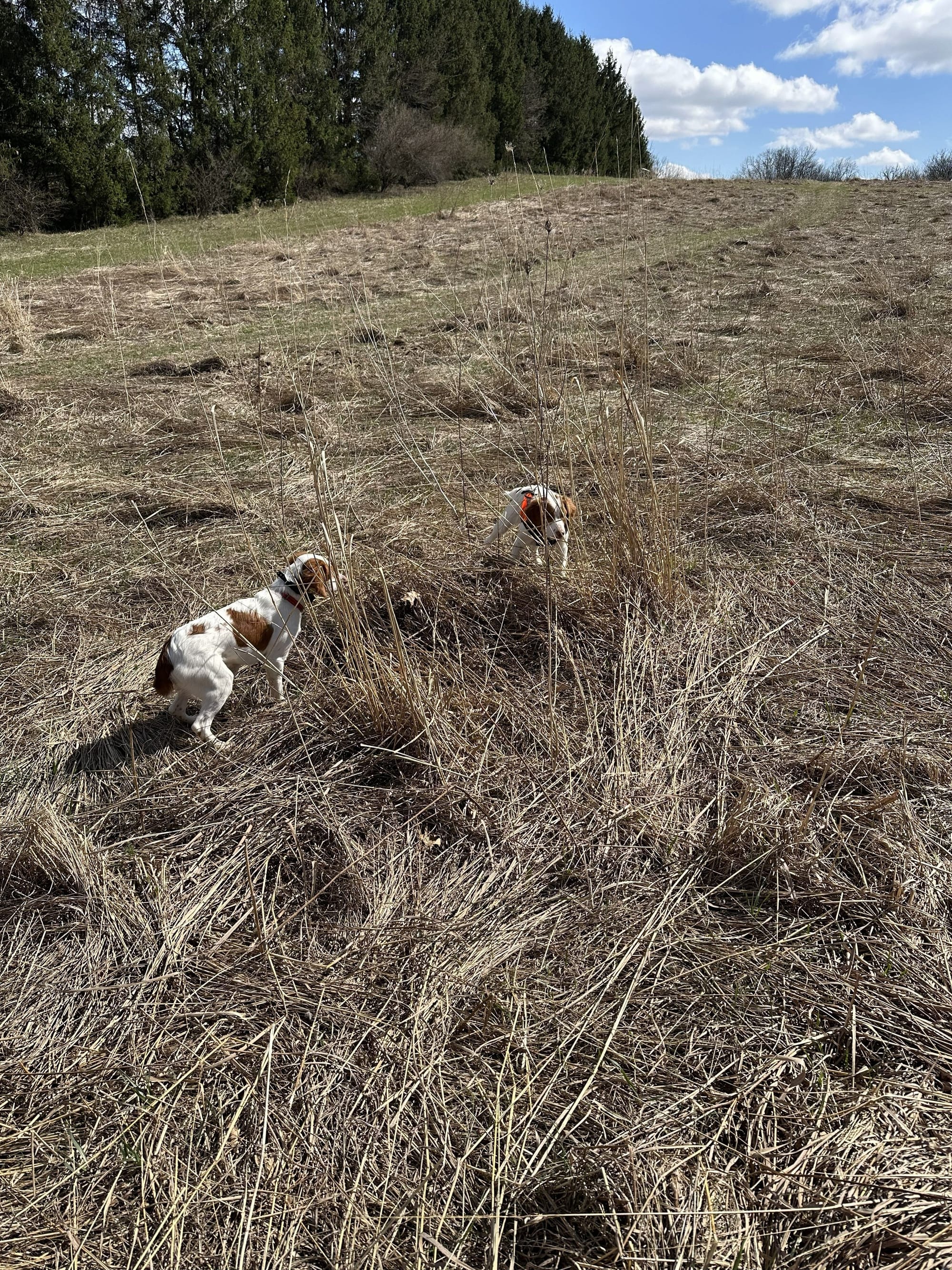 Turkey Creek O'Dee Coopers Ozark Traveler Bodie, Chance & River - 26 Weeks Old Training Session