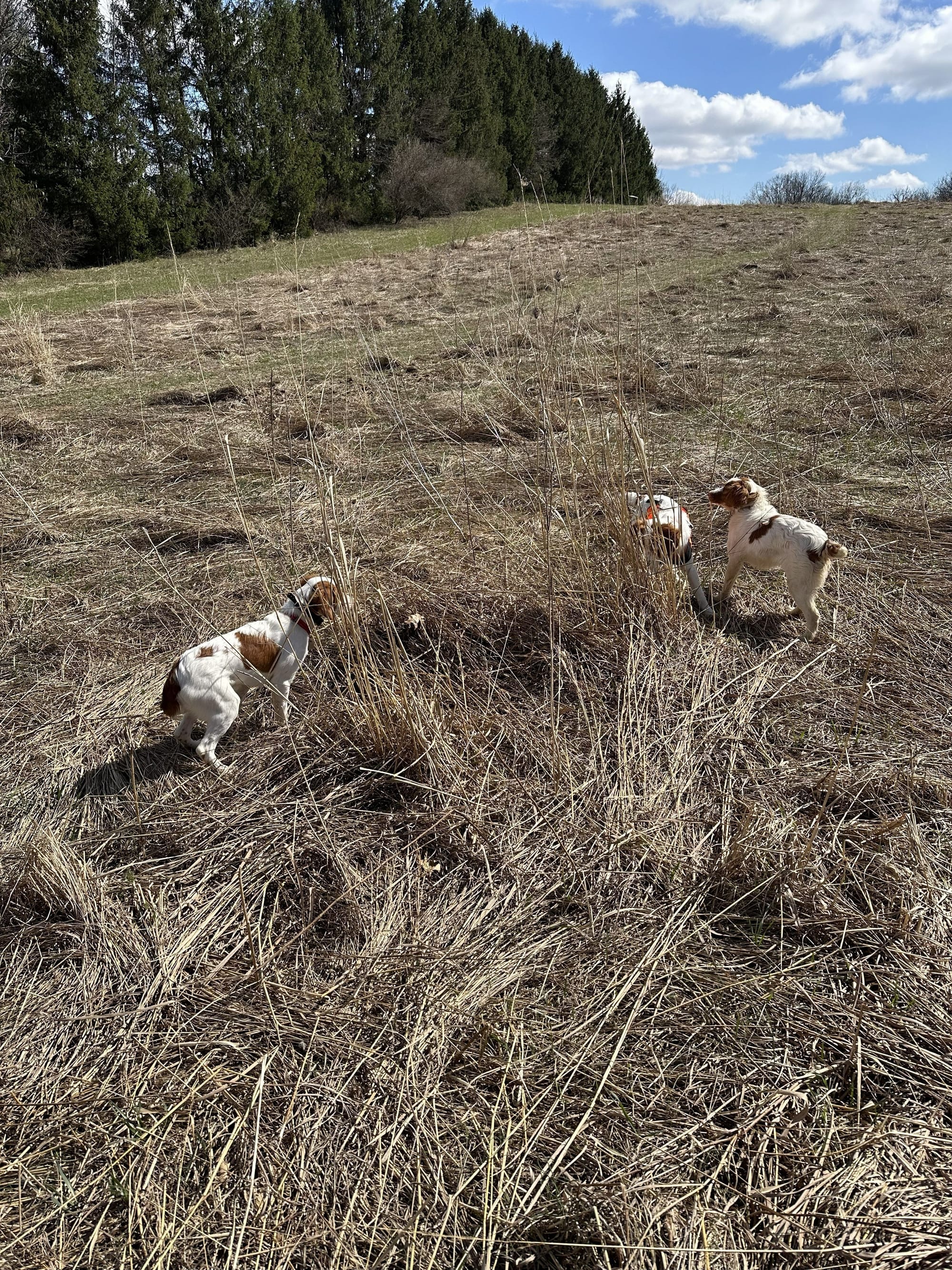 Turkey Creek O'Dee Coopers Ozark Traveler Bodie, Chance & River - 26 Weeks Old Training Session
