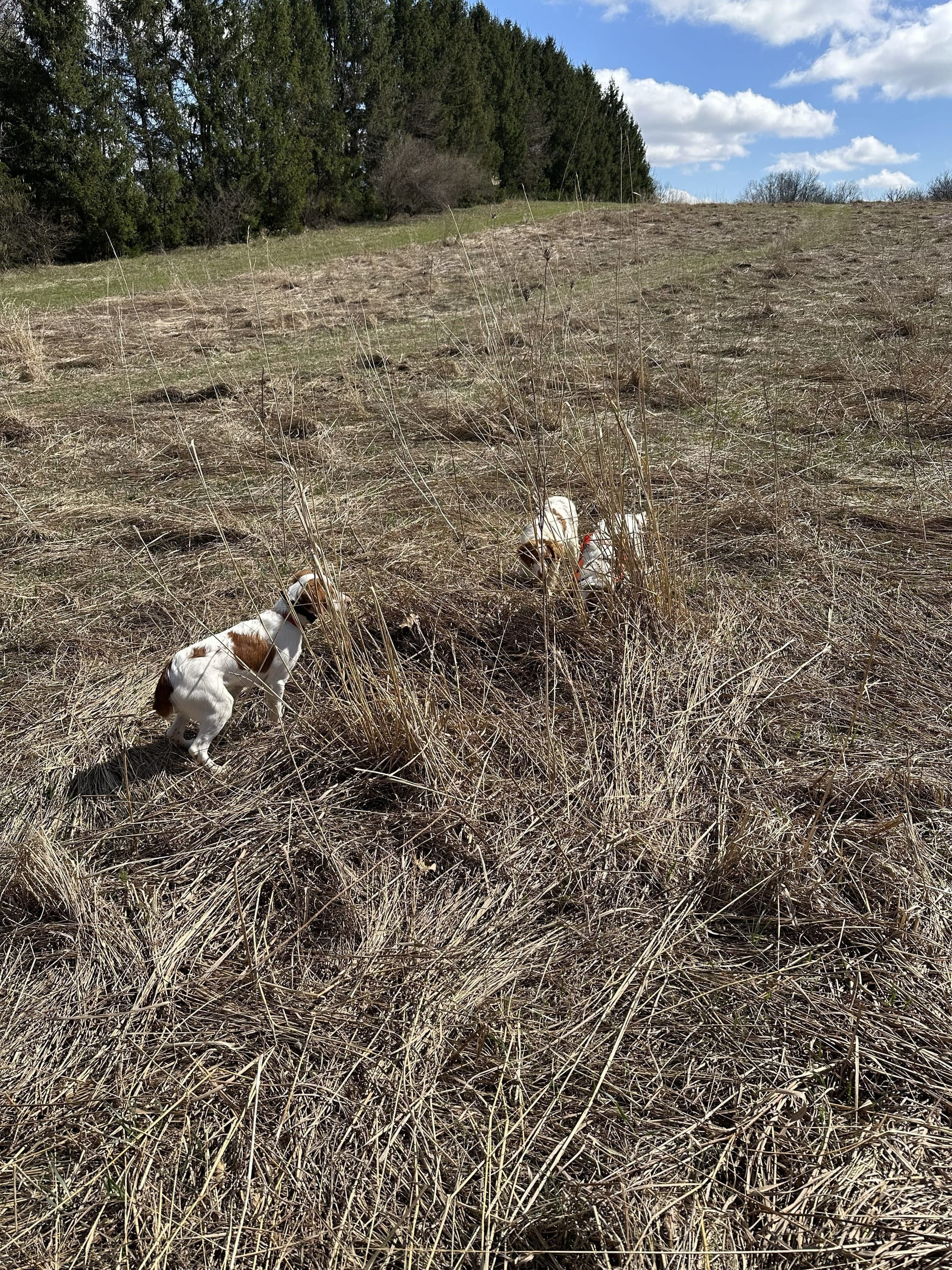 Turkey Creek O'Dee Coopers Ozark Traveler Bodie, Chance & River - 26 Weeks Old Training Session