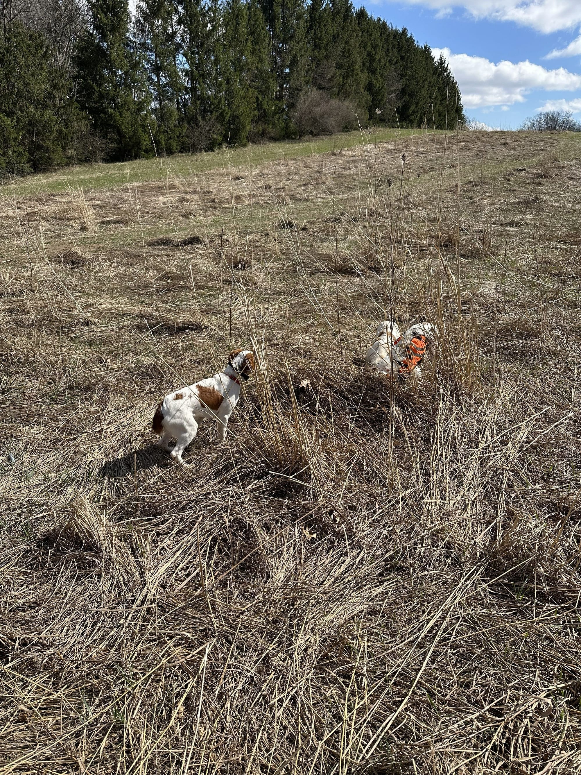 Turkey Creek O'Dee Coopers Ozark Traveler Bodie, Chance & River - 26 Weeks Old Training Session