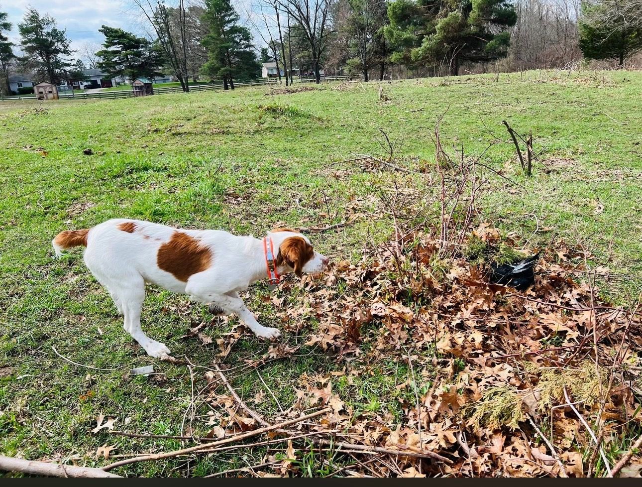 Turkey Creek O'Dee Coopers Ozark Traveler Bodie - 28 Weeks Old Professional Training Session