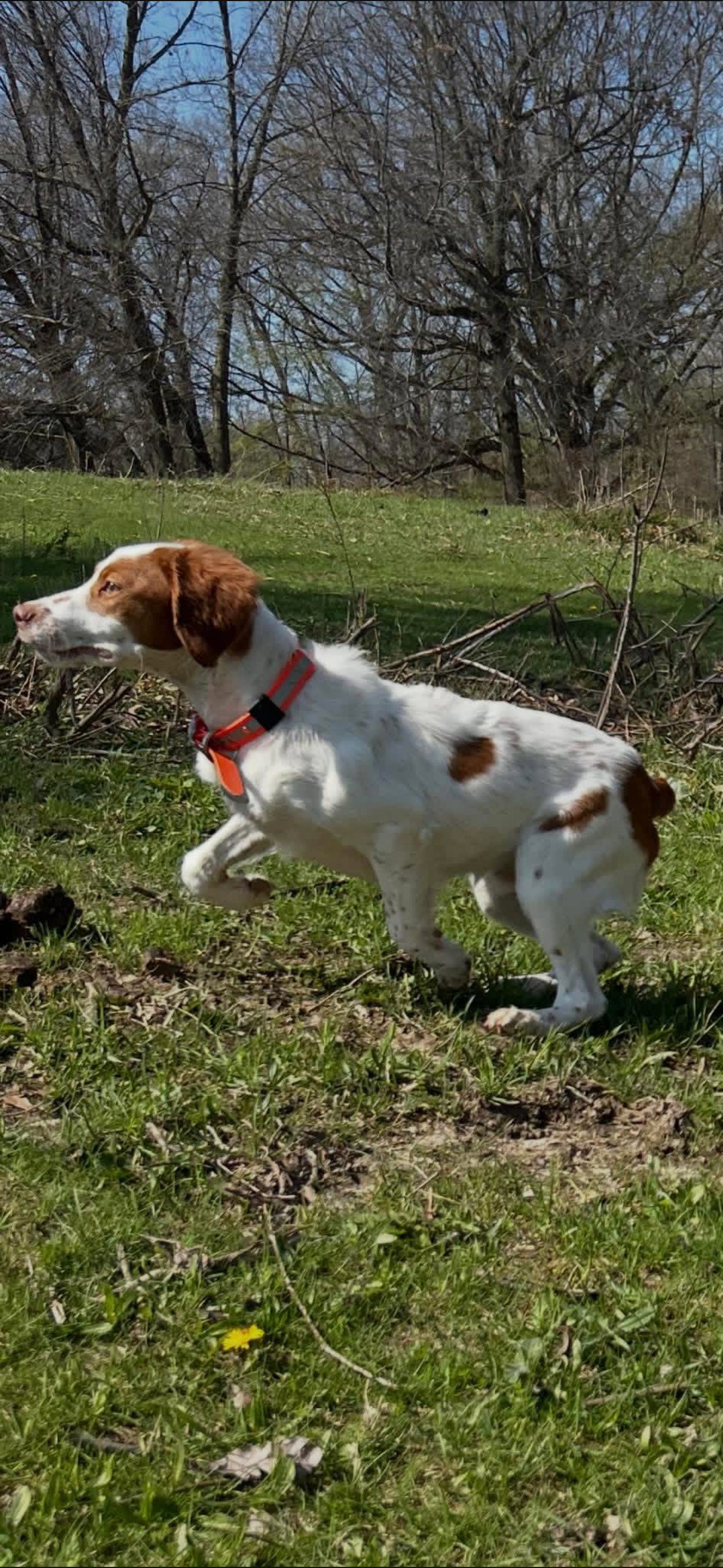Turkey Creek O'Dee Coopers Ozark Traveler Bodie - 32 Weeks Old Professional Training Session