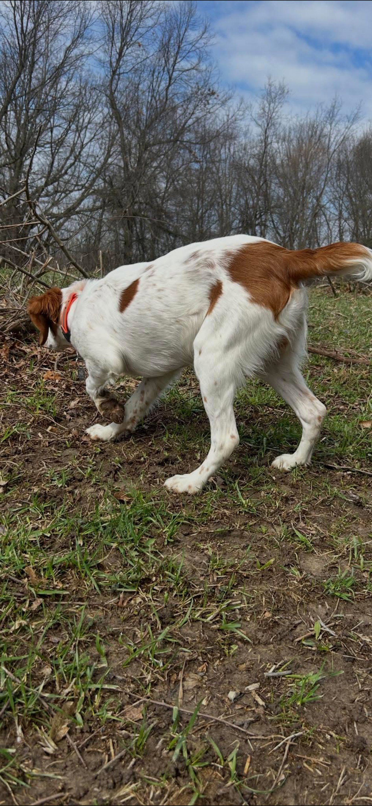 Turkey Creek O'Dee Coopers Ozark Traveler Bodie - 32 Weeks Old Professional Training Session