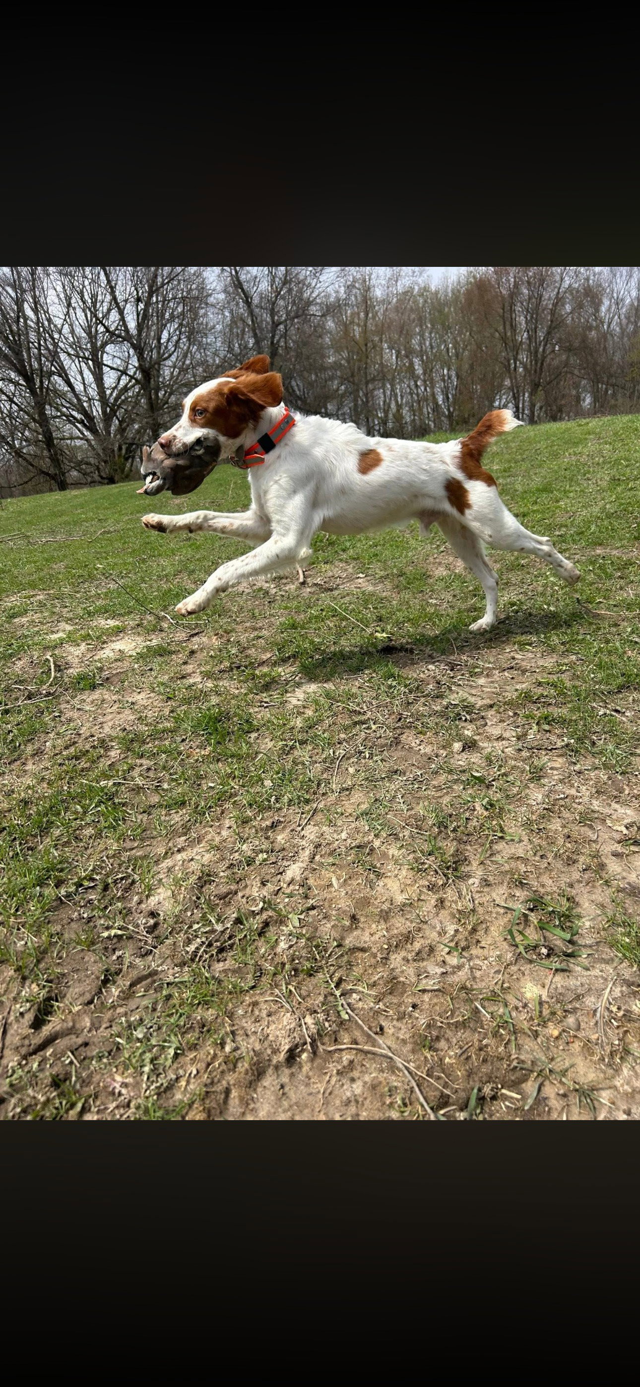 Turkey Creek O'Dee Coopers Ozark Traveler Bodie - 32 Weeks Old Professional Training Session