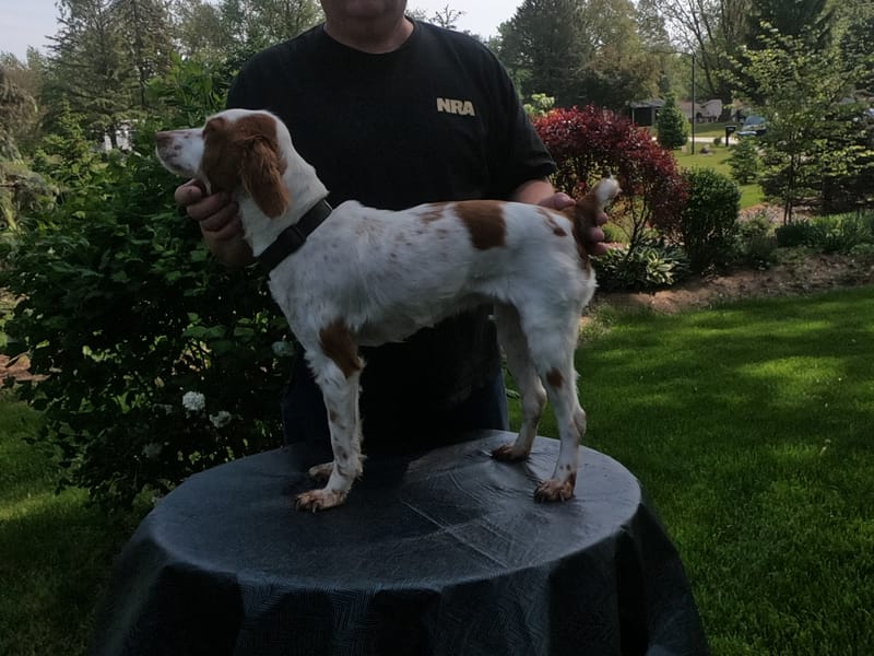 Turkey Creek Dusty II O'Dee Dream Catcher Rio