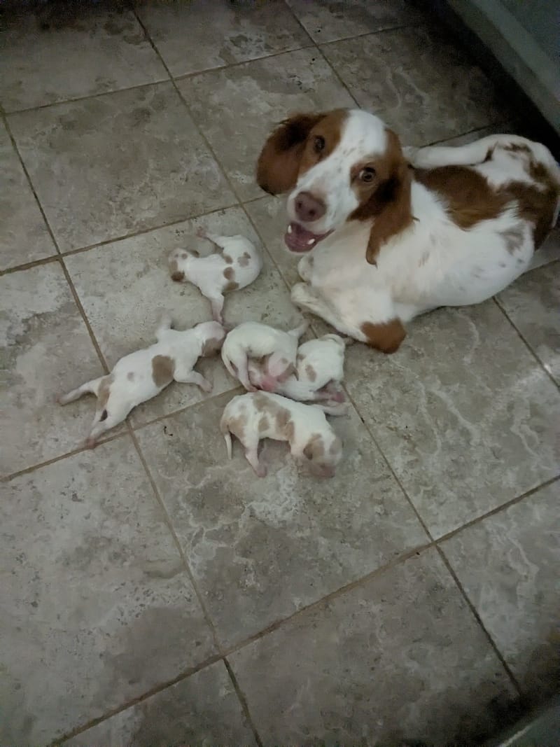 2025 Up-and-Coming Litter
