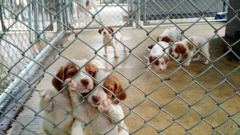 2026 Up-and-Coming Litter