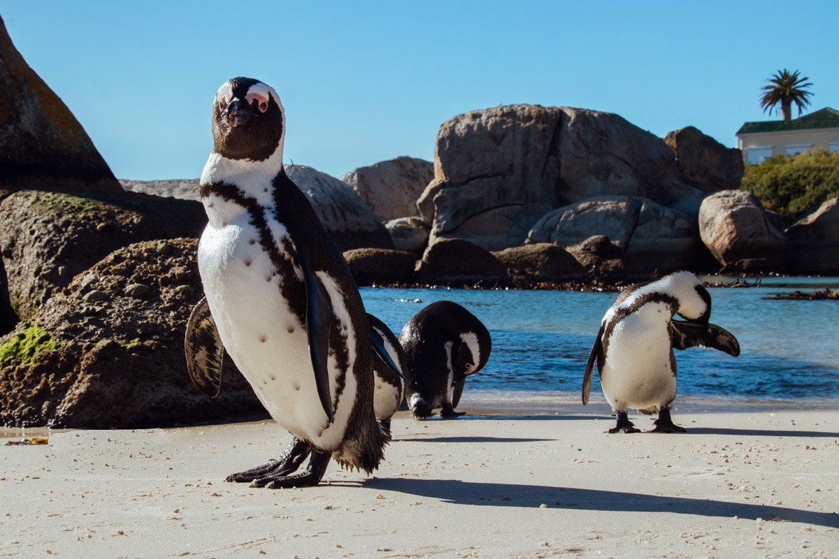 Penguin beach Cpt