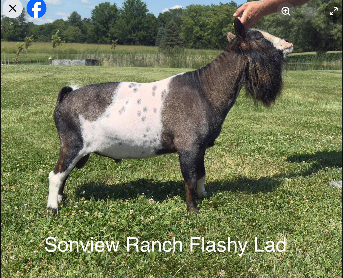 Flashy Lad