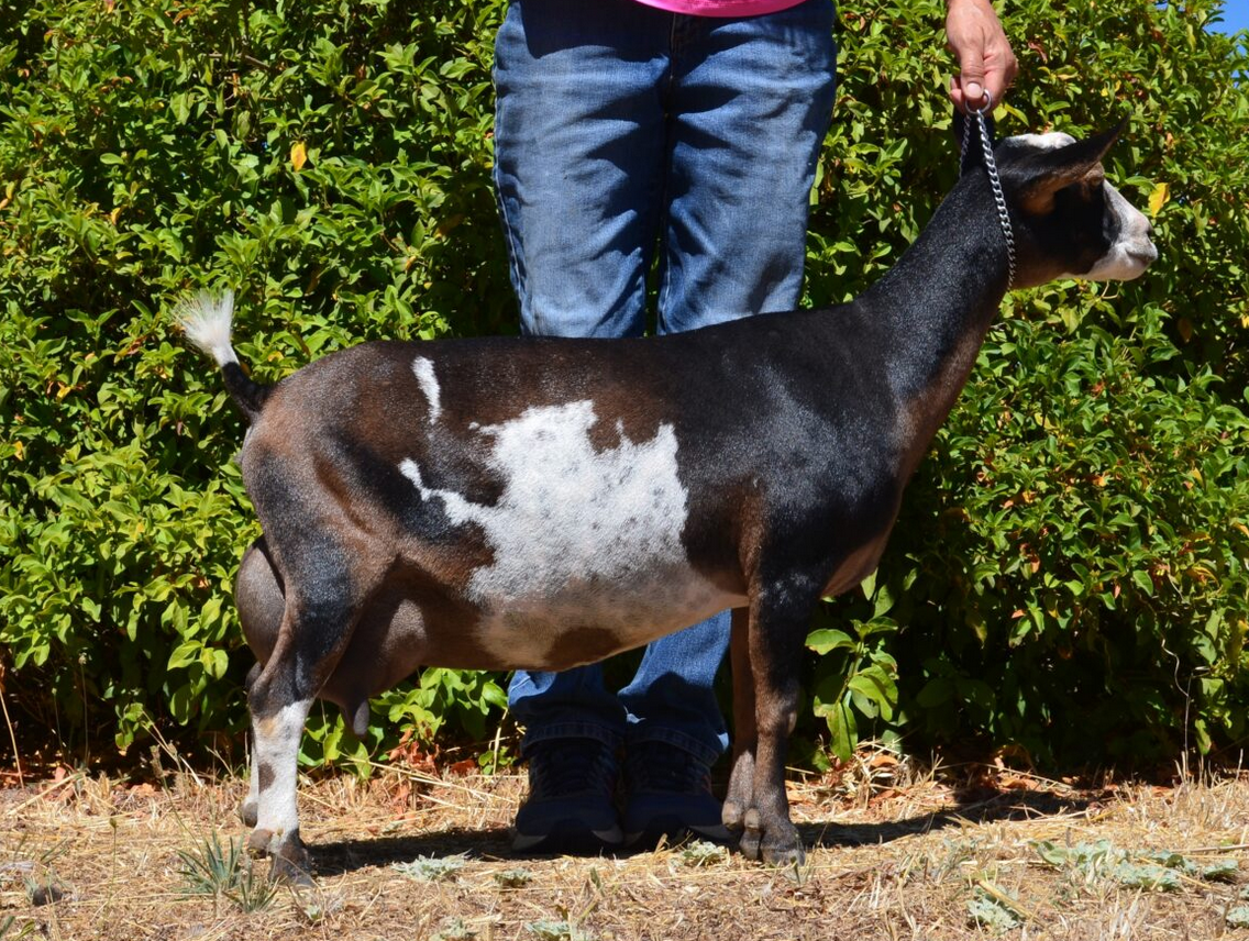 Daughter - Sonview Ranch Mitzy VEEE 90