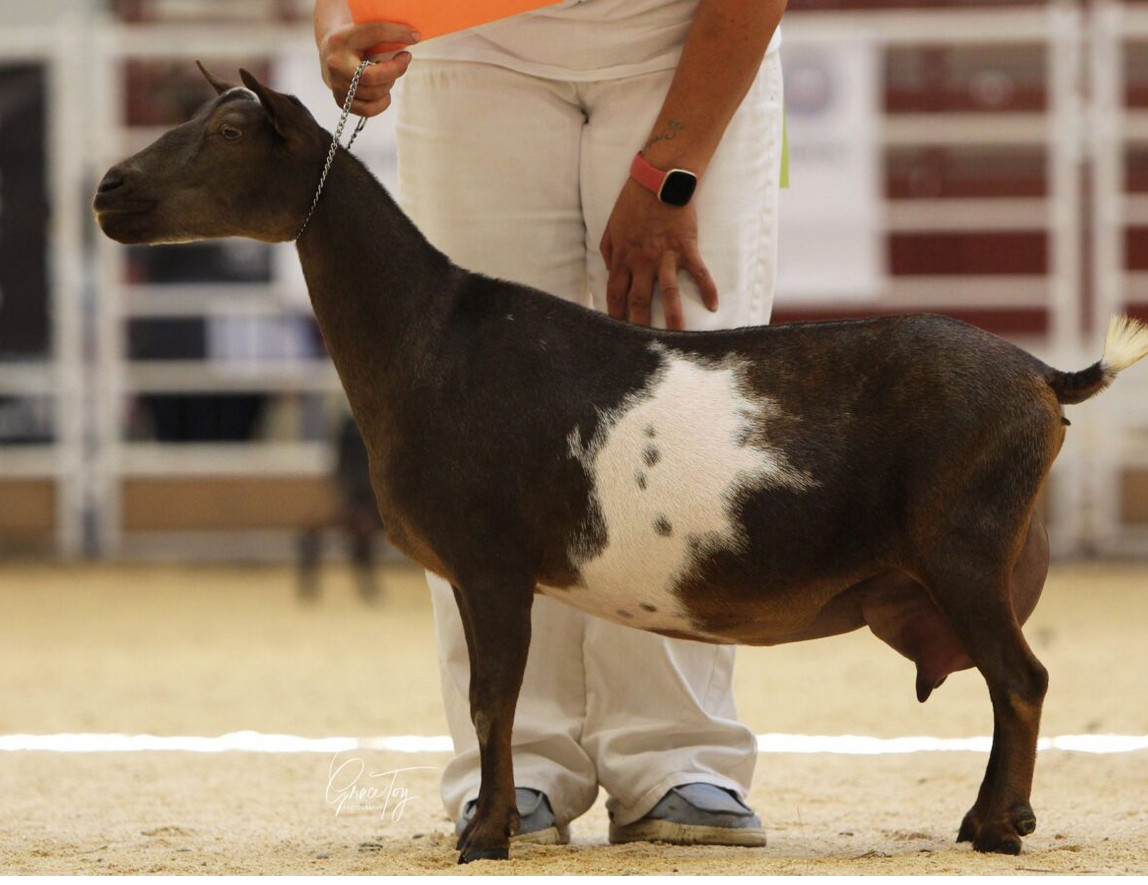Littermate sister - Sonview Ranch Lainey 2*M VEEE 90