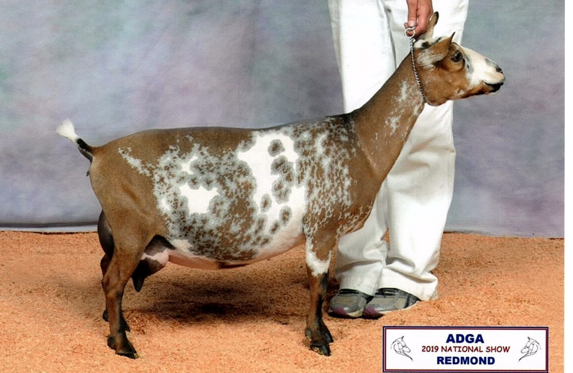 Dam- GCH Sonview Ranch Fancy C.C. 1*M EEEE 91