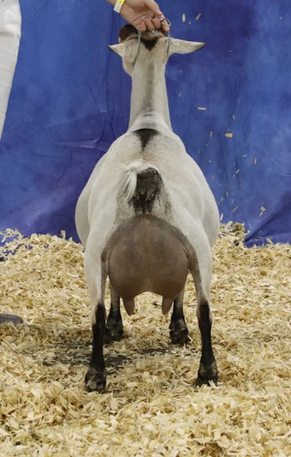 Dam - Phoenix Farm IDA SpecialFX 2*M ++EE 90