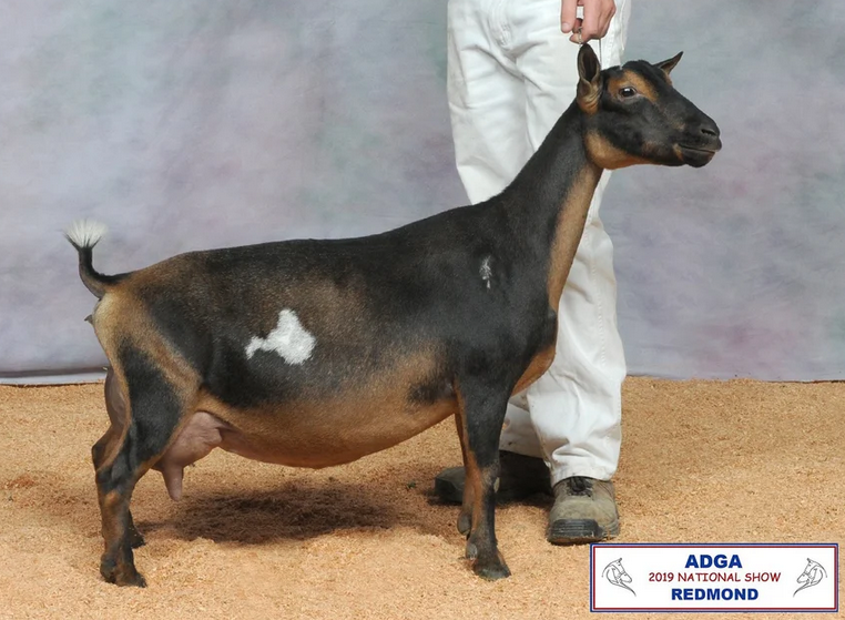Sire's Dam - Wood Bridge Farm Countnblessns 1*M EEEE 92