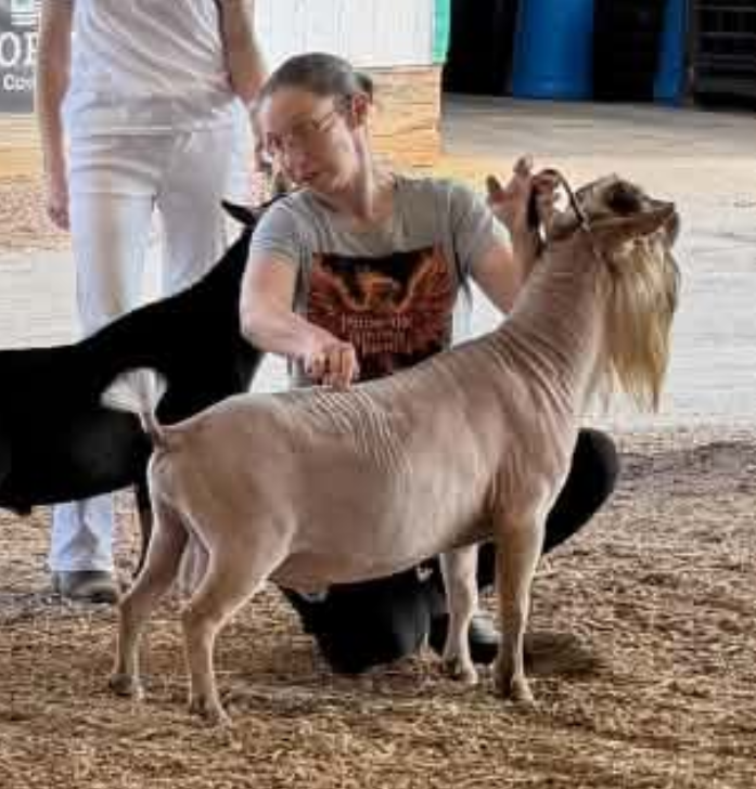 2026 MDGA Bucks in Babes Best Buck in Show under April Hitch (3 years old)