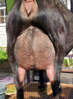 Flying Pants the Cats Miaou 3*M