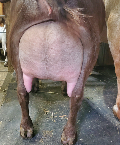 SG Phoenix Farm Deviant Ways 6*M....on lease from Brook Valley Farm