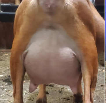 Brook Valley FI Chorus Line 1*M......On Lease from Brook Valley Farm...Blue eyes possible