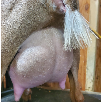 Phoenix Rising Chicadee