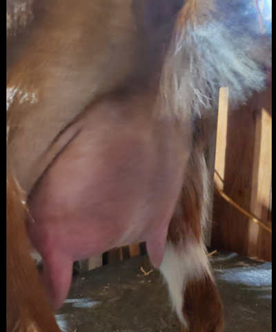 Phoenix Rising Red Hot