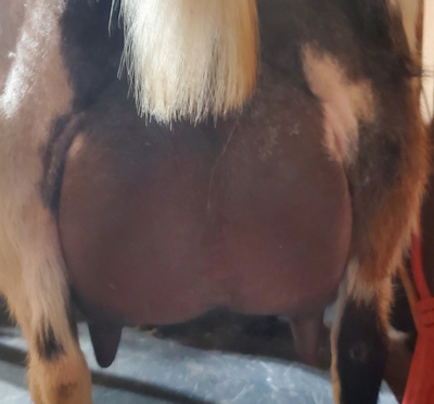 HARPERS REST TYMORA   .....Blue eyes, Cou Clair possible