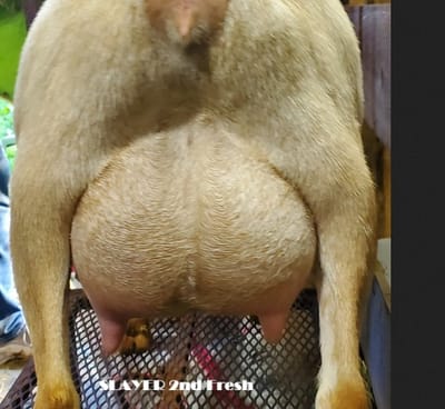 Phoenix Rising Vampire Slayer