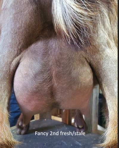 Phoenix Rising Fancy Like