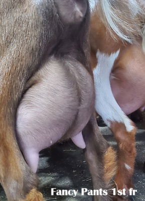 Phoenix Rising Fancy Pants